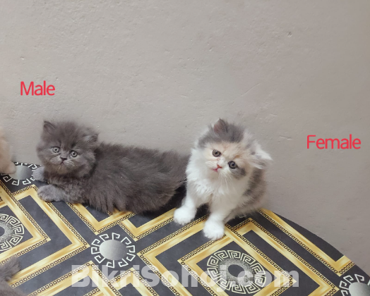 Back Persian Cat Punch Face (Exotic Bloodline)